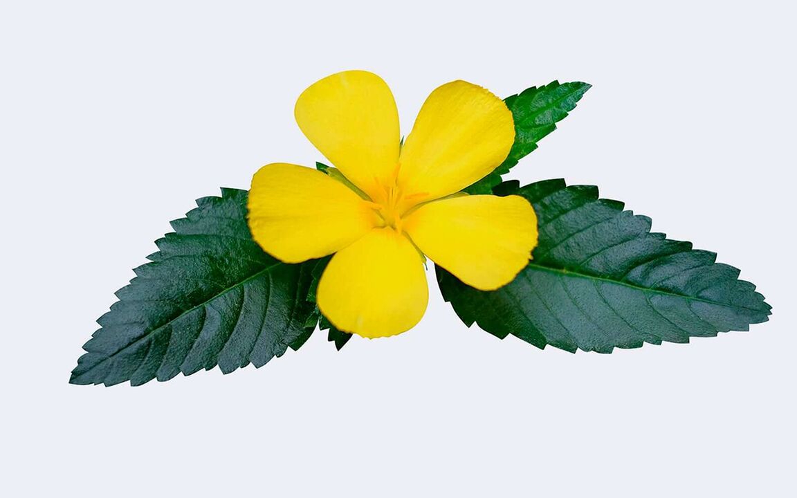 Damiana Leaf bei Rhino Gold